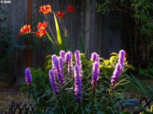 14085 Sw LINDA Ln, Beaverton, OR 97006