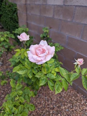 7608 Brianne Avenue NW, Albuquerque, NM 87114