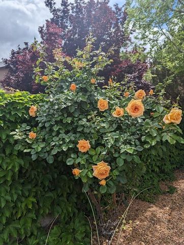 7608 Brianne Avenue NW, Albuquerque, NM 87114