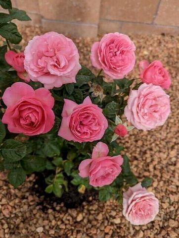 7608 Brianne Avenue NW, Albuquerque, NM 87114