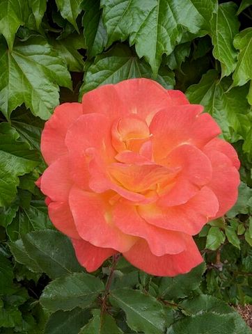 7608 Brianne Avenue NW, Albuquerque, NM 87114