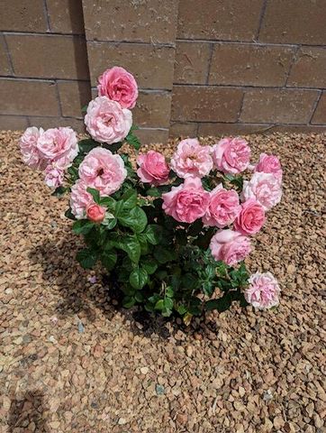 7608 Brianne Avenue NW, Albuquerque, NM 87114