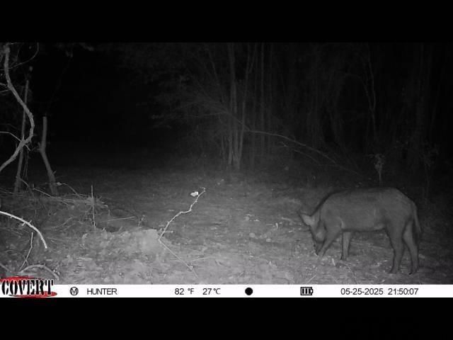 17584 Fm 1252, Winona, TX 75792