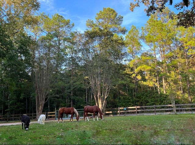 0 Mill Creek Road, Magnolia, TX 77354