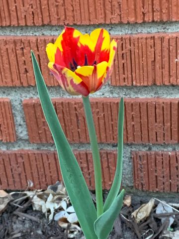 937 Laurel Avenue, Saint Paul, MN 55104