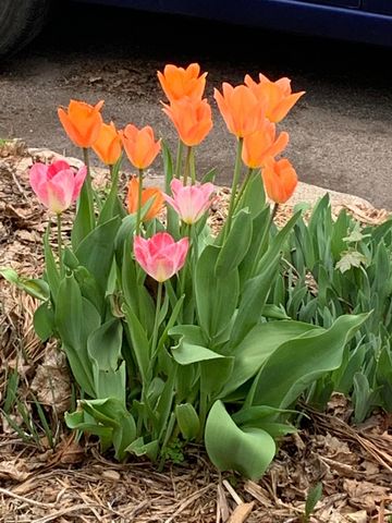 937 Laurel Avenue, Saint Paul, MN 55104