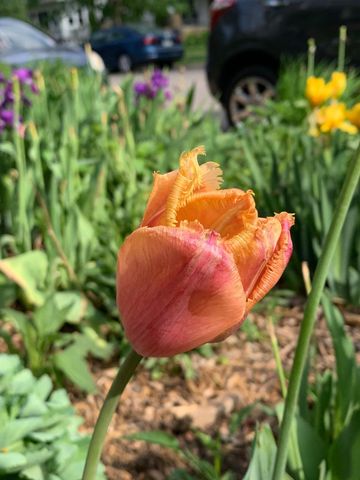 937 Laurel Avenue, Saint Paul, MN 55104