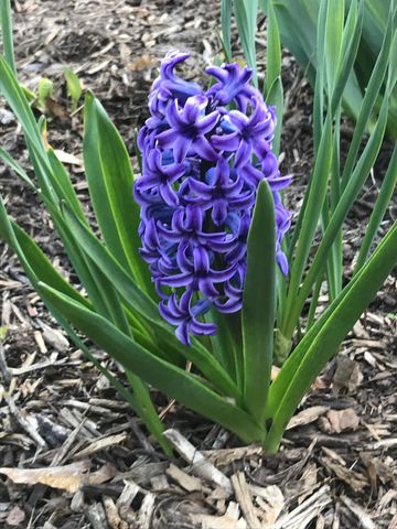 937 Laurel Avenue, Saint Paul, MN 55104