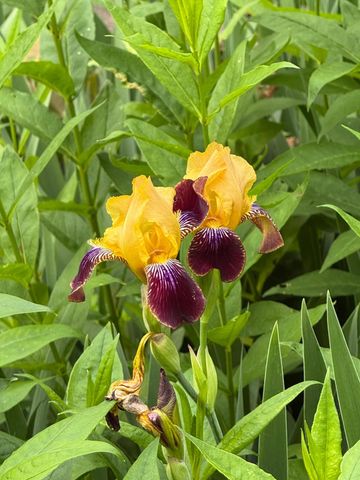 937 Laurel Avenue, Saint Paul, MN 55104