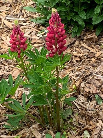 937 Laurel Avenue, Saint Paul, MN 55104