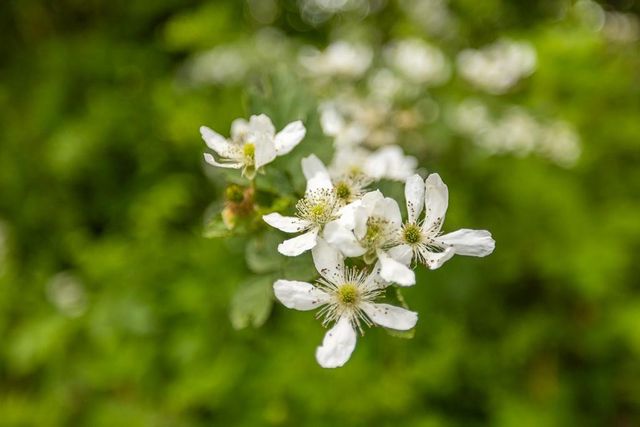 Tract A NE 900th Road, Knob Noster, MO 65336