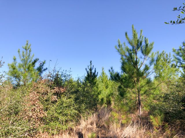 0 Fresenius Rd, Silsbee, TX 77656