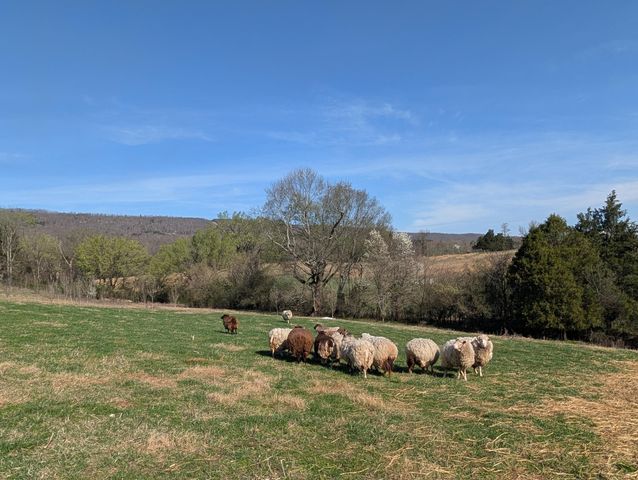 4637 Ideal Valley Road, Spring City, TN 37381