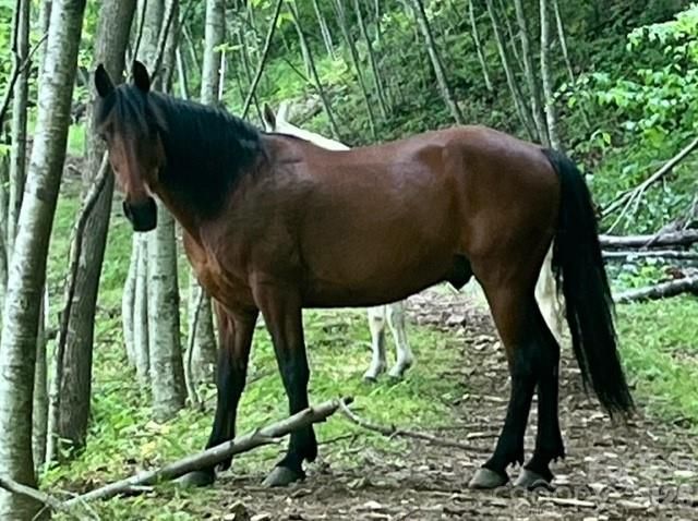 00000 Soco Road, Maggie Valley, NC 28751