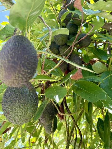 3135 E Valley Parkway, Escondido, CA 92027