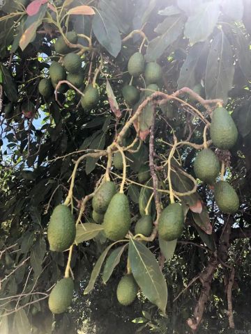 3135 E Valley Parkway, Escondido, CA 92027