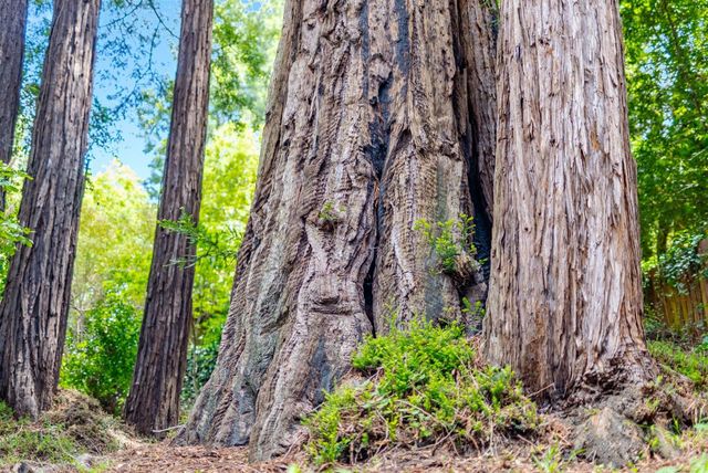 106 Hidden Drive, Scotts Valley, CA 95066