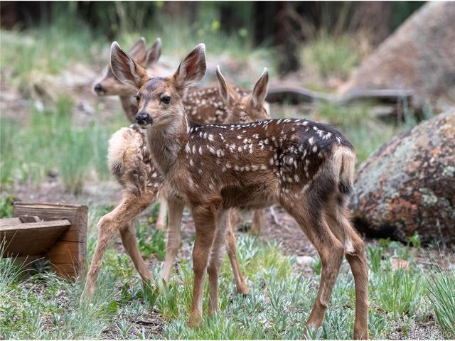 48 Allen Cir, Pine, CO 80470