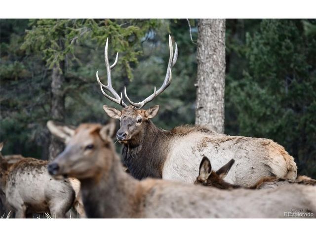 48 Allen Cir, Pine, CO 80470