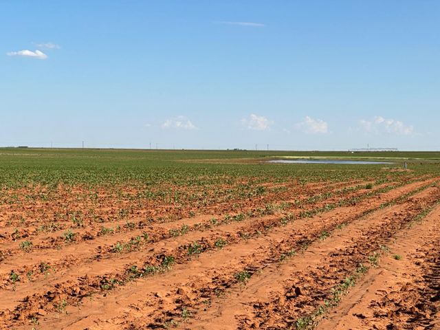 0 Dove, Ropesville, TX 79358