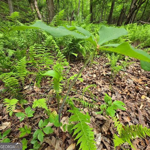 3.5ACRE Dusty Trail, Morganton, GA 30560