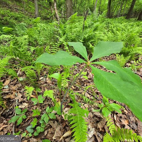 3.5ACRE Dusty Trail, Morganton, GA 30560