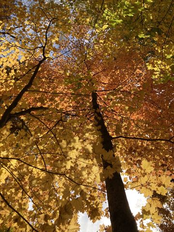 201 Glenwood Dr, Goodlettsville, TN 37072