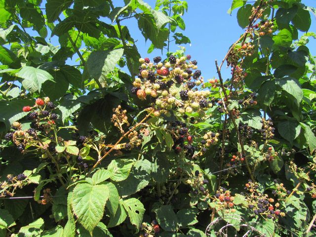 258 Elm Street, Barton, VT 05822