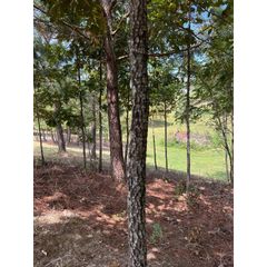 16653 N Star Circle, Sale Creek, TN 37373