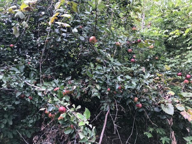 5900 S RIVER HILLS RD, Columbia, MO 65203