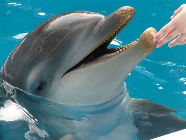 1230 GULF BOULEVARD 1402, Clearwater Beach, FL 33767