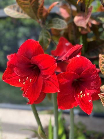 1584 CHERRY RIDGE DRIVE, Lake Mary, FL 32746