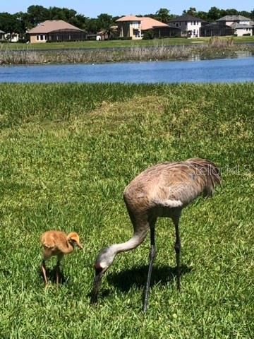 1584 CHERRY RIDGE DRIVE, Lake Mary, FL 32746