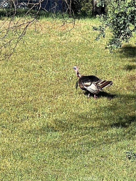 Image 5 of property listing at 10180 Highway 29, Lower Lake, CA 95457