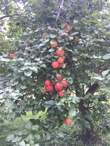 132 Reuter Ave, Unknown, WI 54868