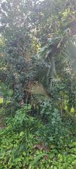 OLD TRAIL DRIVE, Nokomis, FL 34275