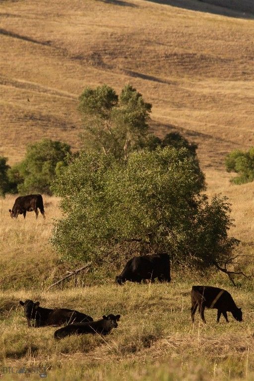 2191 Milligan Road, Cascade, MT 59421 photo 17