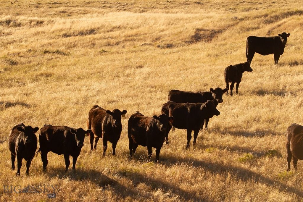 2191 Milligan Road, Cascade, MT 59421 photo 18