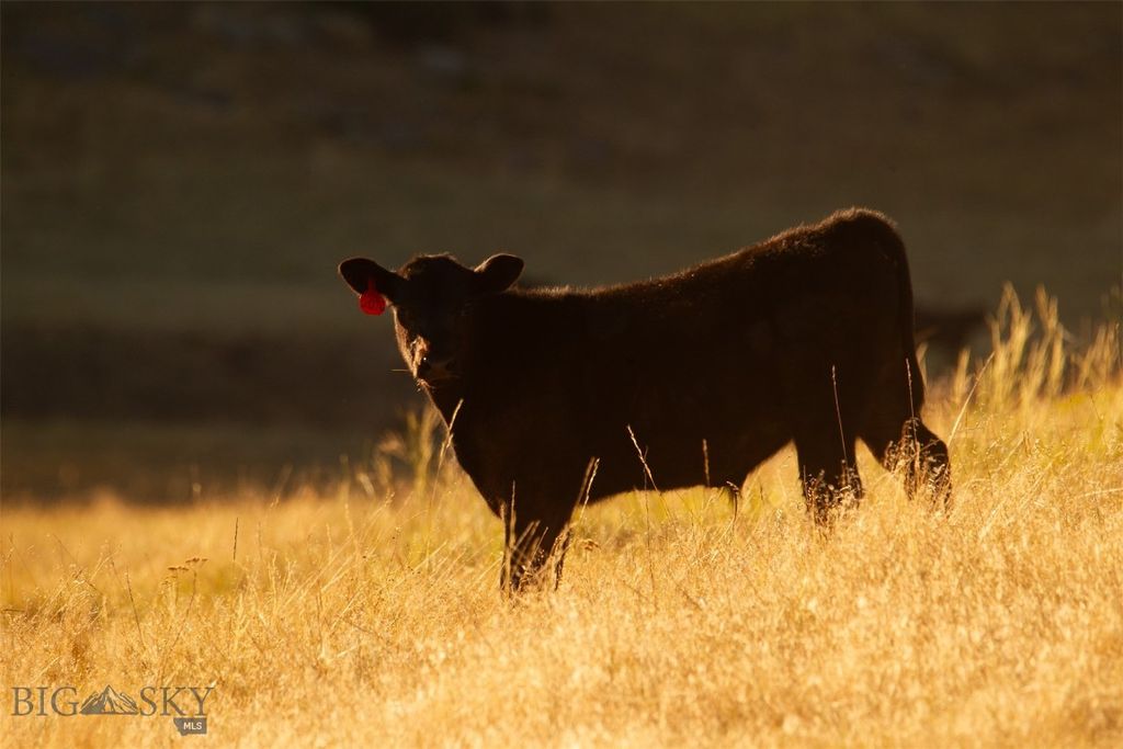 2191 Milligan Road, Cascade, MT 59421 photo 20