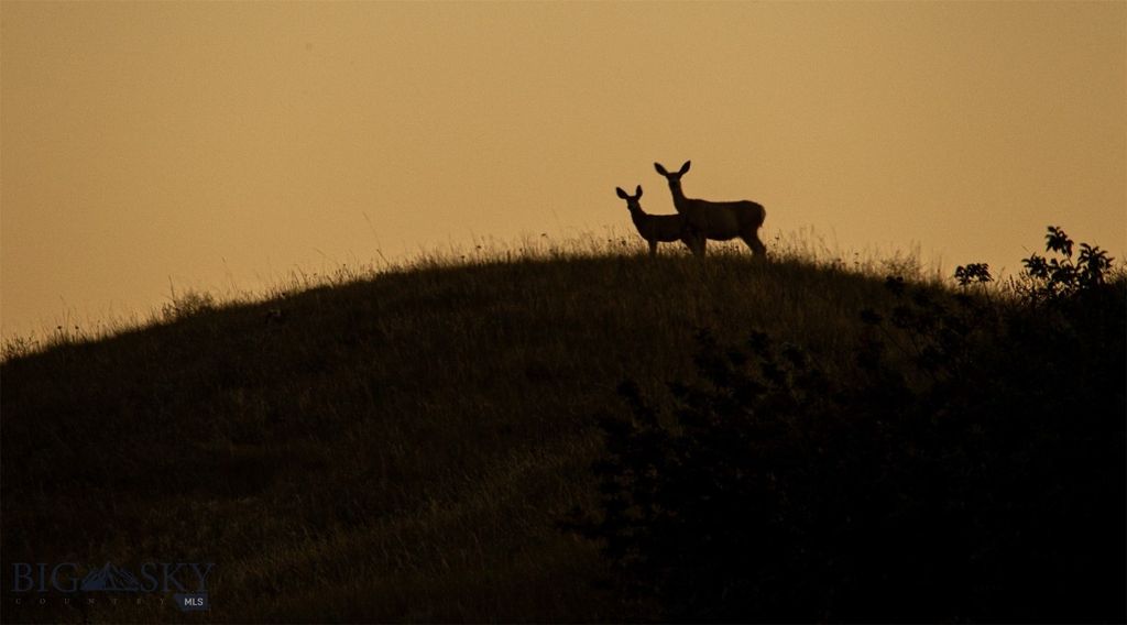 2191 Milligan Road, Cascade, MT 59421 photo 21