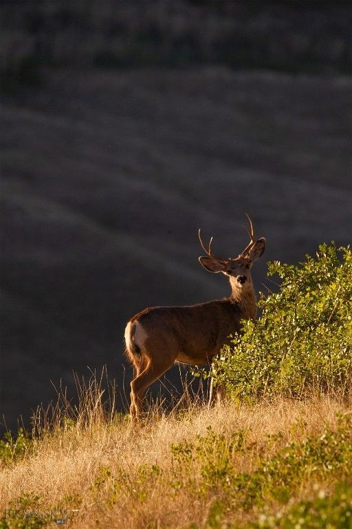 2191 Milligan Road, Cascade, MT 59421 photo 32