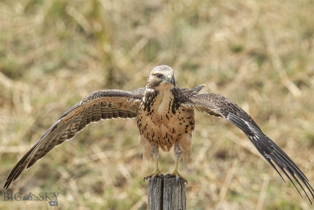 2191 Milligan Road, Cascade, MT 59421 photo 36