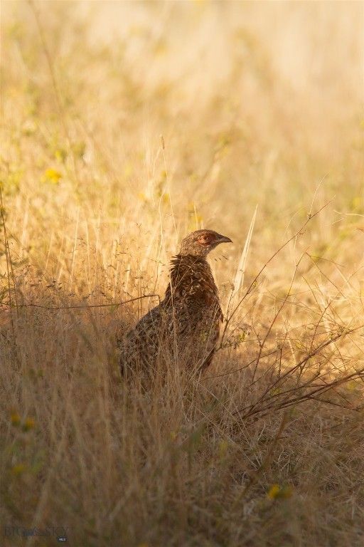2191 Milligan Road, Cascade, MT 59421 photo 39
