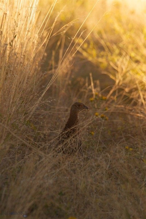 2191 Milligan Road, Cascade, MT 59421 photo 40