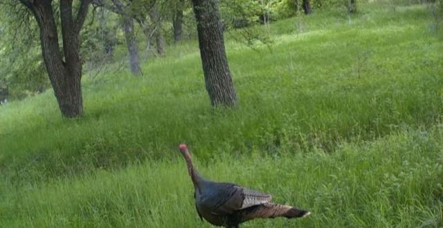 771 HCR 2233, West, TX 76691