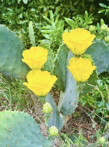 23186 Dewight Stone Avenue, Florala, AL 36442