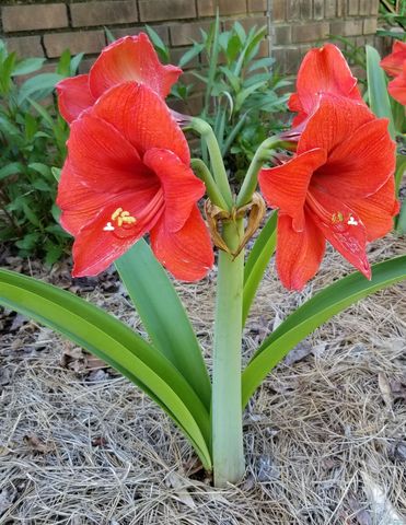 332 St James Drive, Spartanburg, SC 29301