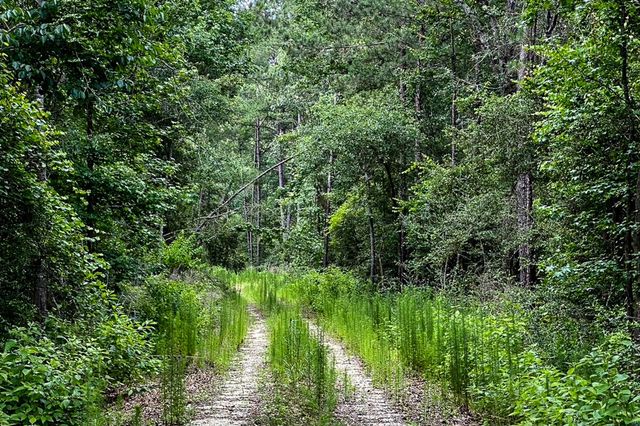 3 Acres Sky Oak Lane, Huntsville, TX 77340