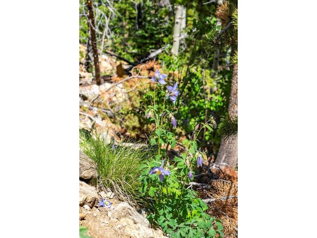 5 Roosevelt Ridge, Black Hawk, CO 80422