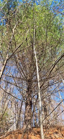 Lot 1 Turtle Rock Lane, Waynesville, NC 28785